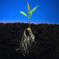 /album/fotogaleria/raices-jpg1/