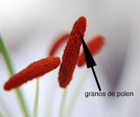 /album/fotogaleria/polen-jpg/